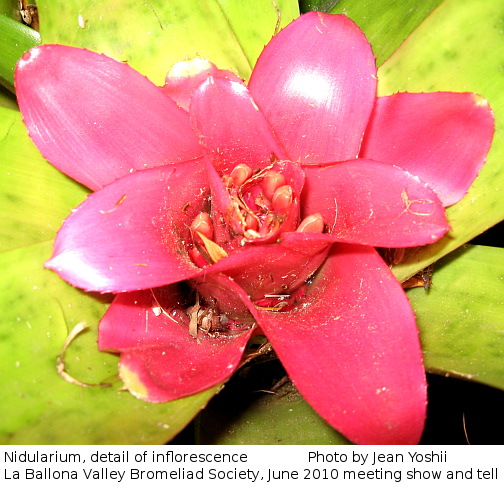 Nidularium, detail of inflorescence