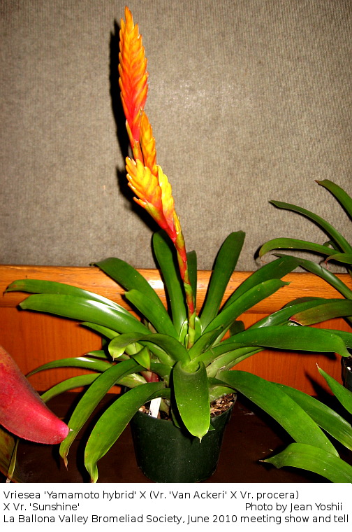 Vriesea cross