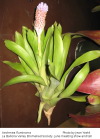 Aechmea fluminarra