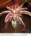 Aechmea orlandiana Ensign