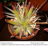 Deuterocohnia