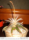 Dyckia