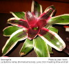 Neoregelia