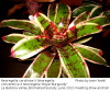 Neoregelia cross