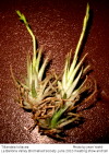 Tillandsia loliacea