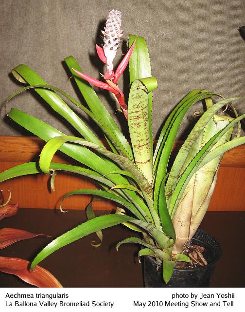 Aechmea triangularis