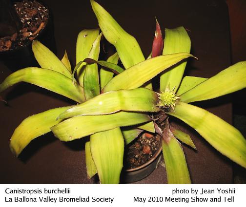 Canistropsis burchellii, top view