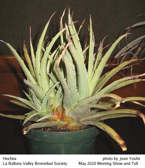 Hechtia, side view