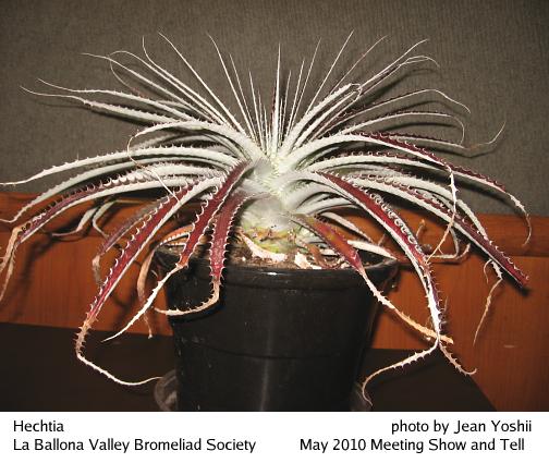 Hechtia, side view