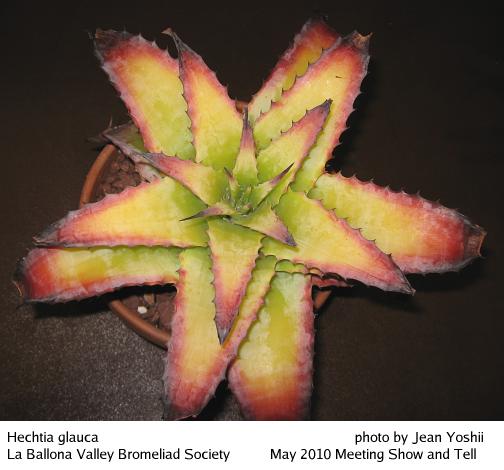 Hechtia glauca, top view