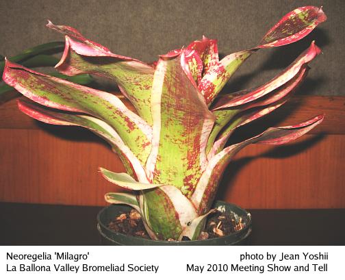 Neoregelia 'Milagro', side view