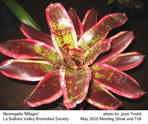 Neoregelia 'Milagro', top view