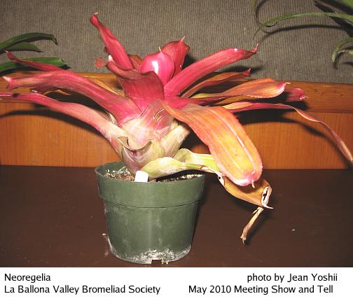 Neoregelia, side view