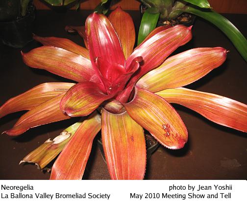 Neoregelia, top view