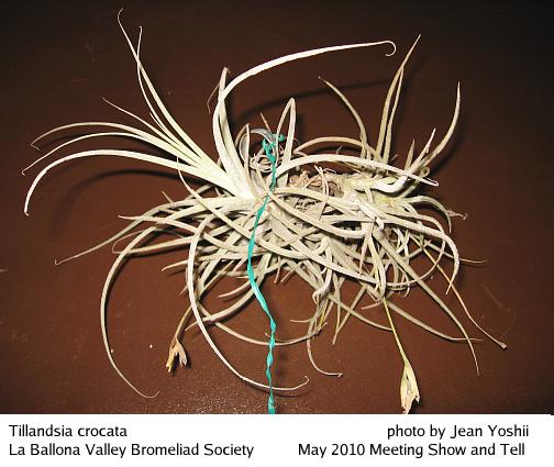 Tillandsia crocata