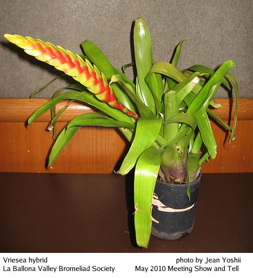 Vriesea