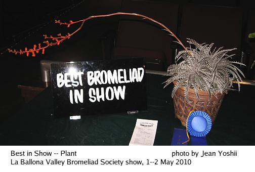 Best in Show:  Plant