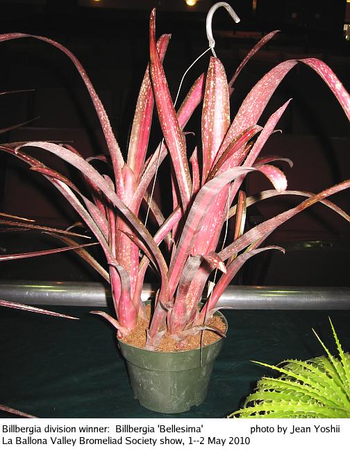 Division Winner:  Billbergia