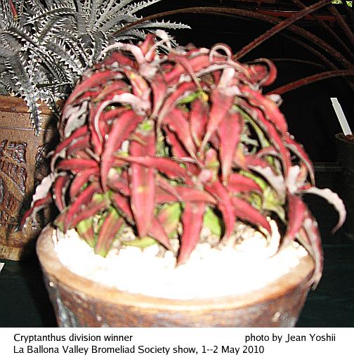 Division Winner:  Cryptanthus