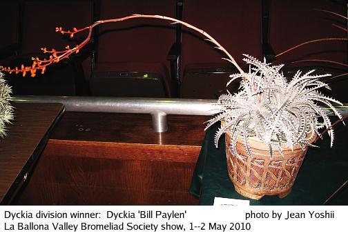 Division Winner:  Dyckia