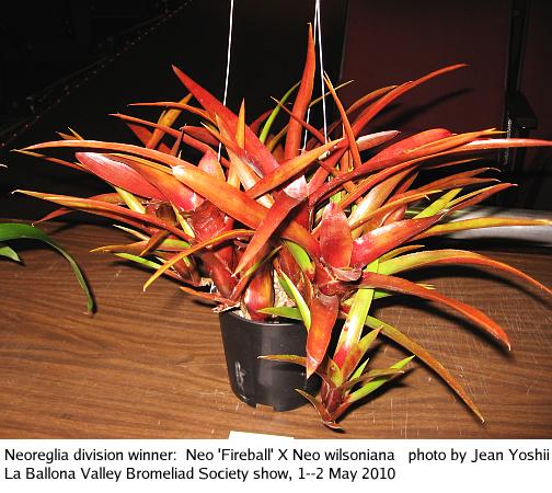 Division Winner:  Neoregelia