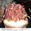 Division Winner:  Cryptanthus